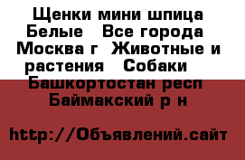 Щенки мини шпица Белые - Все города, Москва г. Животные и растения » Собаки   . Башкортостан респ.,Баймакский р-н